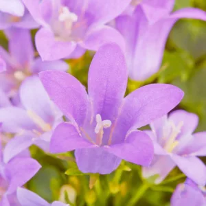 campanula, Bellflowers, Canterbury Bells, Harenbells, Cups and Saucers, Peach Leaved Bellflowers, Clustered Bellflowers, Carpathian Bellflowers, Serbian Bellflowers