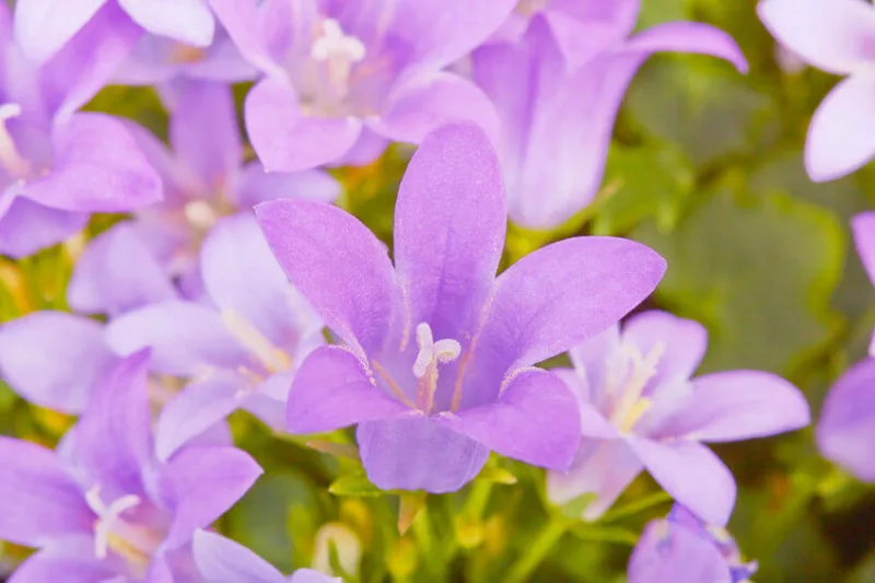 campanula, Bellflowers, Canterbury Bells, Harenbells, Cups and Saucers, Peach Leaved Bellflowers, Clustered Bellflowers, Carpathian Bellflowers, Serbian Bellflowers