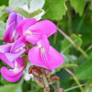 Canavalia rosea, Baybean, Seaside Jackbean, Coastal Jackbean, Beachbean, Mackenzie Bean, Canavalia lineata, Canavalia maritima, Perennial Groundcover, Native Florida Groundcover, Purple Flowers