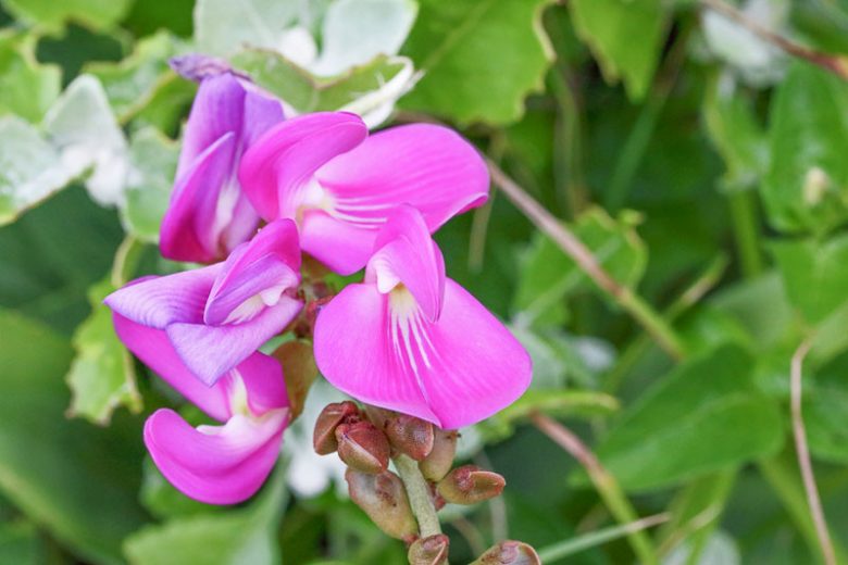 Canavalia rosea, Baybean, Seaside Jackbean, Coastal Jackbean, Beachbean, Mackenzie Bean, Canavalia lineata, Canavalia maritima, Perennial Groundcover, Native Florida Groundcover, Purple Flowers