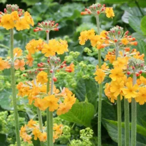 Candelabra Primroses, Bog Garden Primulas, Primula bulleyana, Primula beesiana, Primula japonica, Primula florindae, Primula pulverulenta, Tall Primroses, Tall Primulas, Wet Soils