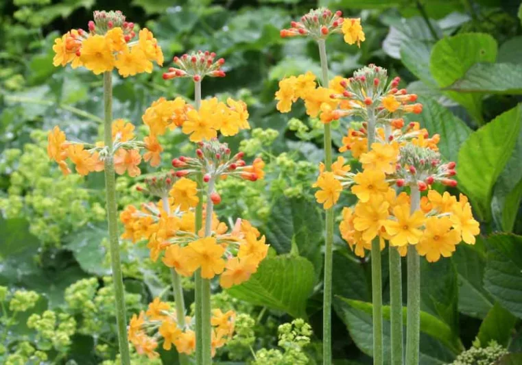 Candelabra Primroses, Bog Garden Primulas, Primula bulleyana, Primula beesiana, Primula japonica, Primula florindae, Primula pulverulenta, Tall Primroses, Tall Primulas, Wet Soils