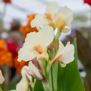 Canna 'Ambassadour', Indian Shot 'Ambassadour', Cana Lily Ambassadour, Canna Lily bulbs, Canna lilies, White Canna Lilies, White flowers