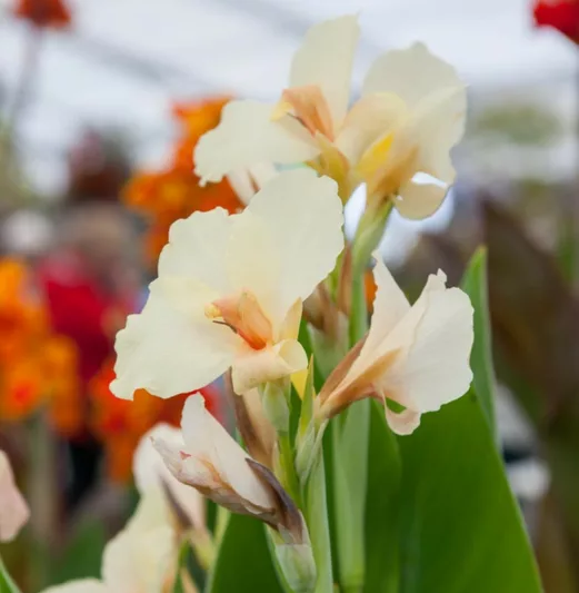 Canna 'Ambassadour', Indian Shot 'Ambassadour', Cana Lily Ambassadour, Canna Lily bulbs, Canna lilies, White Canna Lilies, White flowers