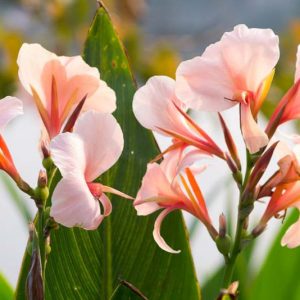 Canna 'Apricot Dream', Indian Shot 'Apricot Dream', Cana Lily Apricot Dream, Canna Lily bulbs, Canna lilies, Apricot Canna Lilies, Apricot Flowers, Salmon Canna Lilies, Salmon Flowers