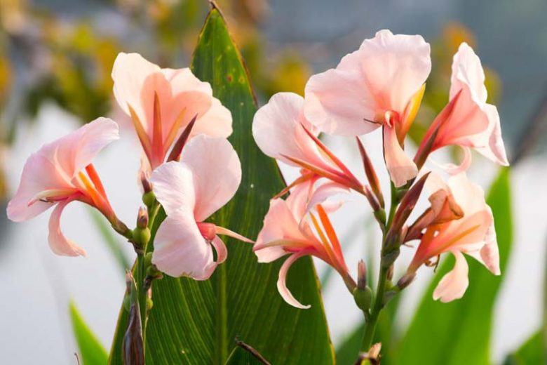 Canna 'Apricot Dream', Indian Shot 'Apricot Dream', Cana Lily Apricot Dream, Canna Lily bulbs, Canna lilies, Apricot Canna Lilies, Apricot Flowers, Salmon Canna Lilies, Salmon Flowers