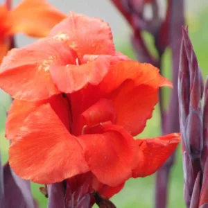 Canna 'Australia', Indian Shot 'Australia', Canna Lily 'Australia', Canna x generalis 'Australia', Canna Lily bulbs, Canna lilies, Pink Canna Lilies, Pink Flowers, Salmon Canna Lilies, Salmon Flowers