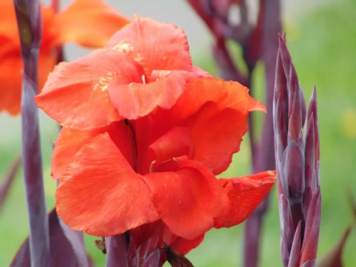 Canna 'Australia', Indian Shot 'Australia', Canna Lily 'Australia', Canna x generalis 'Australia', Canna Lily bulbs, Canna lilies, Pink Canna Lilies, Pink Flowers, Salmon Canna Lilies, Salmon Flowers