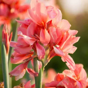 Canna 'City Of Portland', Indian Shot 'City Of Portland', Cana Lily City Of Portland, Canna Lily bulbs, Canna lilies, Salmon Canna Lilies