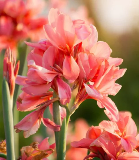 Canna 'City Of Portland', Indian Shot 'City Of Portland', Cana Lily City Of Portland, Canna Lily bulbs, Canna lilies, Salmon Canna Lilies