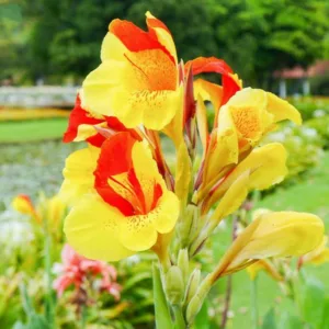 Canna 'Cleopatra', Indian Shot 'Cleopatra', Canna Lily 'Cleopatra', Canna 'Yellow Humbert', Canna 'Spanish Emblem', Canna Lily bulbs, Canna lilies, Yellow Canna Lilies, Red Canna Lilies, Bicolor Canna Lilies