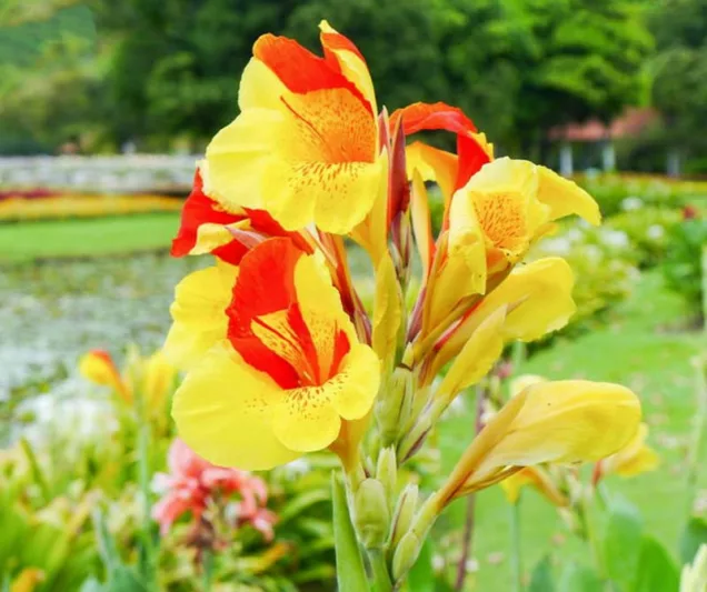Canna 'Cleopatra', Indian Shot 'Cleopatra', Canna Lily 'Cleopatra', Canna 'Yellow Humbert', Canna 'Spanish Emblem', Canna Lily bulbs, Canna lilies, Yellow Canna Lilies, Red Canna Lilies, Bicolor Canna Lilies