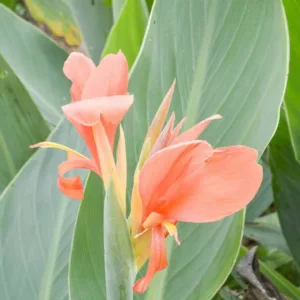 Canna 'Erebus', Indian Shot 'Erebus', Canna Lily 'Erebus', Water Canna 'Erebus', Aquatic Canna Lily 'Erebus', Canna glauca 'Erebus', Canna Lily bulbs, Canna lilies, Coral Canna Lilies,Coral flowers, Pink Canna, Pink flowers