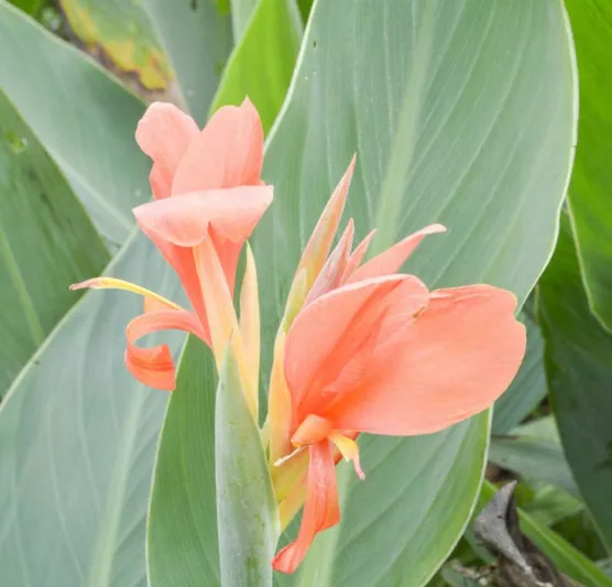 Canna 'Erebus', Indian Shot 'Erebus', Canna Lily 'Erebus', Water Canna 'Erebus', Aquatic Canna Lily 'Erebus', Canna glauca 'Erebus', Canna Lily bulbs, Canna lilies, Coral Canna Lilies,Coral flowers, Pink Canna, Pink flowers