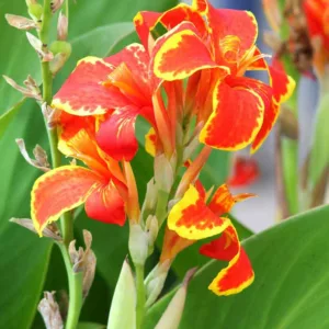Canna 'Firebird', Indian Shot 'Firebird', Canna Lily 'Firebird', Canna indica 'Lucifer', Canna × ehemanii 'Lucifer', Canna Lily bulbs, Canna lilies, Red Canna Lilies, Red Canna Lilies