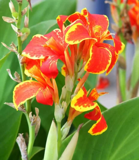 Canna 'Firebird', Indian Shot 'Firebird', Canna Lily 'Firebird', Canna indica 'Lucifer', Canna × ehemanii 'Lucifer', Canna Lily bulbs, Canna lilies, Red Canna Lilies, Red Canna Lilies