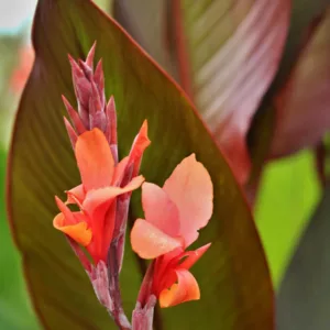 Canna 'Musifolia', Indian Shot 'Musifolia', Cana Lily Musifolia,  Canna Lily bulbs, Canna lilies, Orange Canna Lilies, Giant Canna