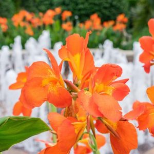 Canna 'Orange Punch', Indian Shot 'Orange Punch', Canna Lily 'Orange Punch', Canna x generalis 'Orange Punch', Canna Lily bulbs, Canna lilies, Orange Canna Lilies, Orange Flowers