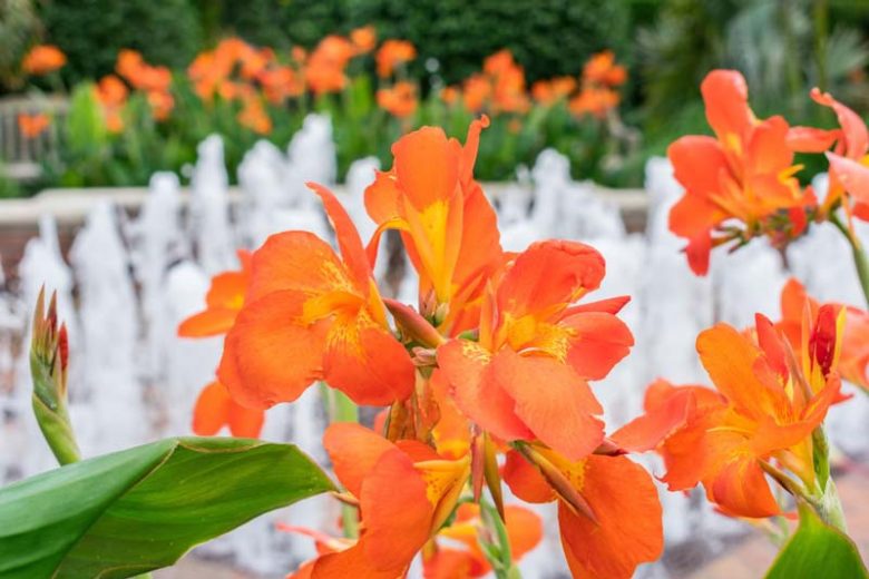 Canna 'Orange Punch', Indian Shot 'Orange Punch', Canna Lily 'Orange Punch', Canna x generalis 'Orange Punch', Canna Lily bulbs, Canna lilies, Orange Canna Lilies, Orange Flowers