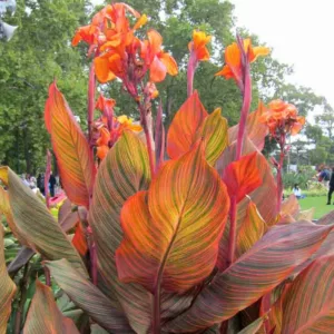 Canna 'Phasion', Indian Shot 'Phasion', Cana Lily Phasion,  Canna 'Durban', Canna 'Tropicanna', Canna Lily bulbs, Canna lilies, Orange Canna Lilies,