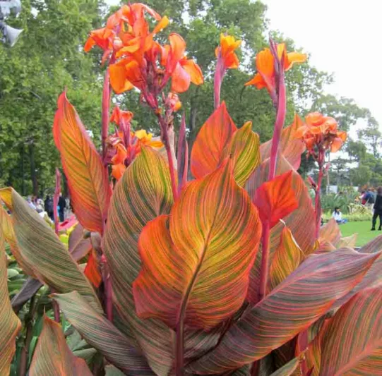 Canna 'Phasion', Indian Shot 'Phasion', Cana Lily Phasion,  Canna 'Durban', Canna 'Tropicanna', Canna Lily bulbs, Canna lilies, Orange Canna Lilies,