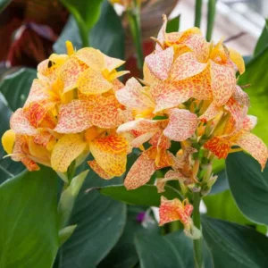 Canna 'Picasso', Indian Shot 'Picasso', Cana Lily Picasso,  Canna Lily bulbs, Canna lilies, Yellow Canna Lilies, Tiger Canna, Yellow flowers, Bicolor flowers, Bicolor Cannas
