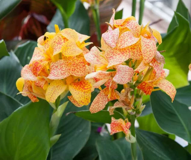 Canna 'Picasso', Indian Shot 'Picasso', Cana Lily Picasso,  Canna Lily bulbs, Canna lilies, Yellow Canna Lilies, Tiger Canna, Yellow flowers, Bicolor flowers, Bicolor Cannas