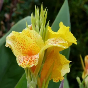 Canna Richard Wallace, Indian Shot Richard Wallace, Canna Lily 'Richard Wallace', Canna 'Canary Bird', Canna 'King Midas', Canna Lily bulbs, Canna lilies, Yellow Canna Lilies, Yellow Flowers