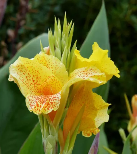 Canna Richard Wallace, Indian Shot Richard Wallace, Canna Lily 'Richard Wallace', Canna 'Canary Bird', Canna 'King Midas', Canna Lily bulbs, Canna lilies, Yellow Canna Lilies, Yellow Flowers