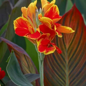Canna 'Rosemond Coles', Indian Shot 'Rosemond Coles', Canna Lily 'Rosemond Coles', Canna x generalis 'Rosemond Coles', Canna Lily bulbs, Canna lilies, Yellow Canna Lilies, Red Canna Lilies, Bicolor Canna Lilies