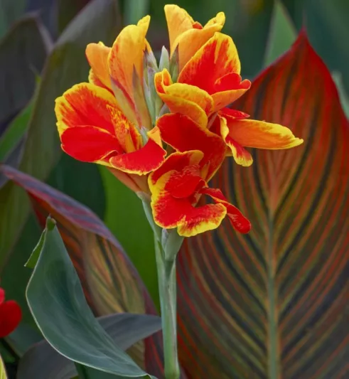 Canna 'Rosemond Coles', Indian Shot 'Rosemond Coles', Canna Lily 'Rosemond Coles', Canna x generalis 'Rosemond Coles', Canna Lily bulbs, Canna lilies, Yellow Canna Lilies, Red Canna Lilies, Bicolor Canna Lilies