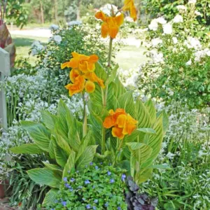 Canna 'Tropicanna Gold', Indian Shot 'Tropicanna Gold', Canna 'Tropicanna', Canna Lily bulbs, Canna lilies, Yellow Canna Lilies, Gold Leaf Canna
