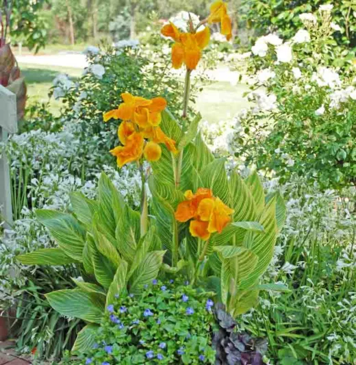 Canna 'Tropicanna Gold', Indian Shot 'Tropicanna Gold', Canna 'Tropicanna', Canna Lily bulbs, Canna lilies, Yellow Canna Lilies, Gold Leaf Canna
