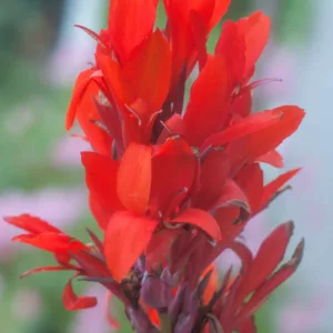 Canna 'Valentine', Indian Shot 'Valentine', Canna Lily 'Valentine', Canna x generalis 'Valentine', Canna Lily bulbs, Canna lilies, Red Canna Lilies, Red Flowers