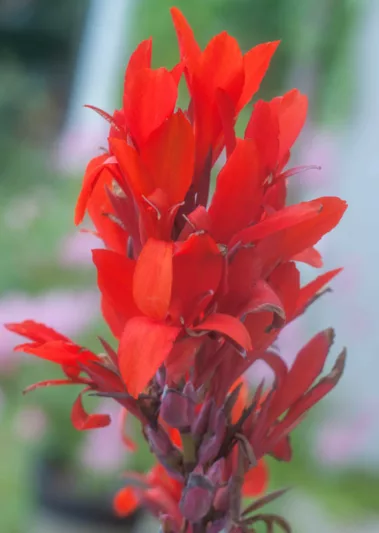 Canna 'Valentine', Indian Shot 'Valentine', Canna Lily 'Valentine', Canna x generalis 'Valentine', Canna Lily bulbs, Canna lilies, Red Canna Lilies, Red Flowers