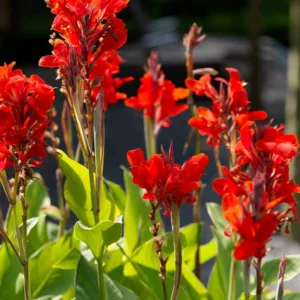 Canna 'Brilliant', Indian Shot 'Brilliant', Cana Lily 'Brilliant', Canna Lily bulbs, Canna lilies, Red Canna Lilies