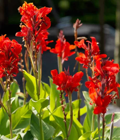 Canna 'Brilliant', Indian Shot 'Brilliant', Cana Lily 'Brilliant', Canna Lily bulbs, Canna lilies, Red Canna Lilies