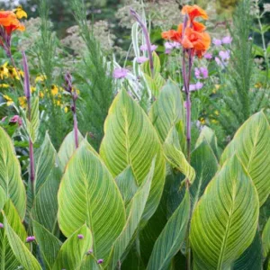 Canna 'Pretoria', Cana Lily 'Pretoria', Indian Shot 'Pretoria', Canna Malawiensis 'Variegata', Canna 'Striata', Canna 'Bengal Tiger', Canna Pretoria 'Bengal Tiger', Canna Lily bulbs, Canna lilies, Orange Canna Lilies