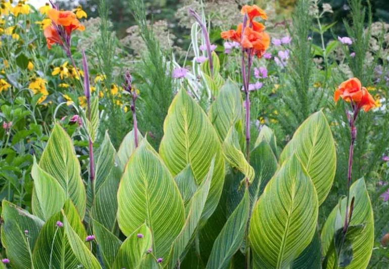 Canna 'Pretoria', Cana Lily 'Pretoria', Indian Shot 'Pretoria', Canna Malawiensis 'Variegata', Canna 'Striata', Canna 'Bengal Tiger', Canna Pretoria 'Bengal Tiger', Canna Lily bulbs, Canna lilies, Orange Canna Lilies