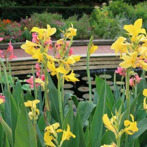 Canna 'Ra', Indian Shot 'Ra', Canna Lily 'Ra', Water Canna 'Ra', Aquatic Canna Lily 'Ra', Canna glauca 'Ra', Canna Lily bulbs, Canna lilies, Yellow Canna Lilies,Yellow flowers
