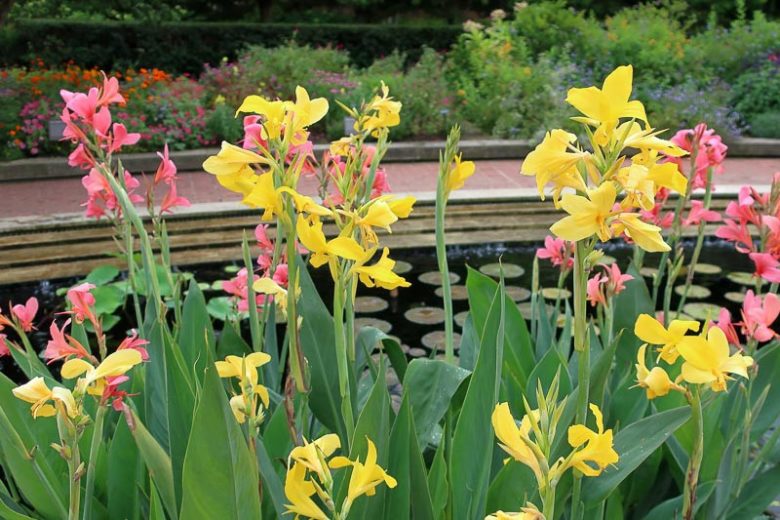 Canna 'Ra', Indian Shot 'Ra', Canna Lily 'Ra', Water Canna 'Ra', Aquatic Canna Lily 'Ra', Canna glauca 'Ra', Canna Lily bulbs, Canna lilies, Yellow Canna Lilies,Yellow flowers