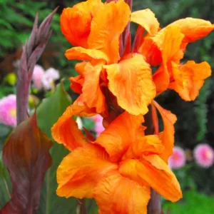Canna 'Wyoming', Indian Shot 'Wyoming', Cana Lily Wyoming, Canna Lily bulbs, Canna lilies, Orange Canna Lilies