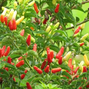 Capsicum annuum, Chile Pequin, Chile Petin, Bird Pepper, Turkey Pepper, Cayenne Pepper, Sweet Pepper, Chili Pepper, Christmas Pepper, Red Pepper, Ornamental Chili Pepper