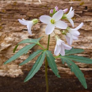 Cardamine concatenatas, Cutleaf Toothwort, Pepper Root, Cardamine laciniata, Dentaria concatenata, Dentaria laciniata, Shade perennials, White flowers