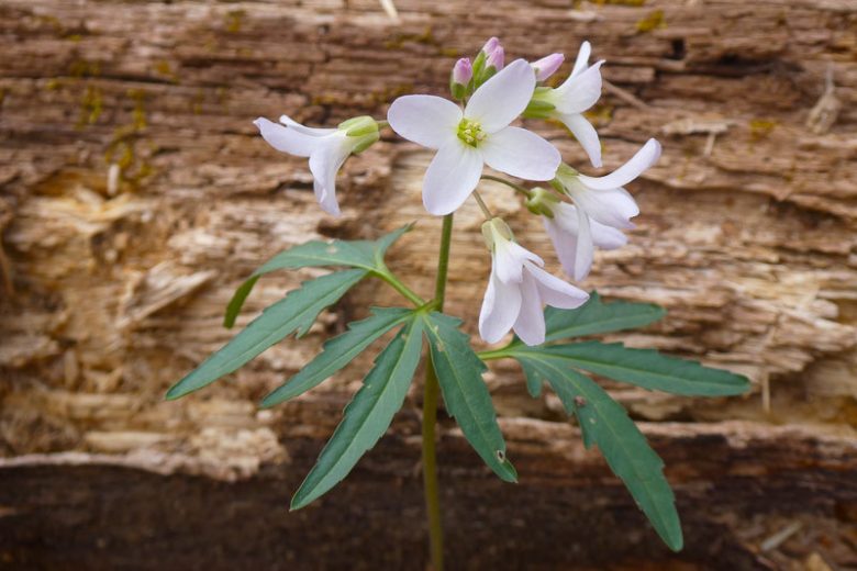 Cardamine concatenatas, Cutleaf Toothwort, Pepper Root, Cardamine laciniata, Dentaria concatenata, Dentaria laciniata, Shade perennials, White flowers