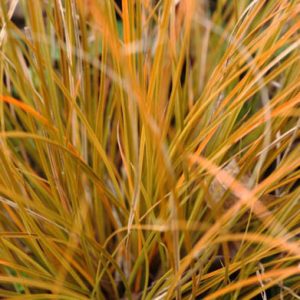 Carex Testacea 'Prairie Fire', New Zealand Hair Sedge 'Prairie Fire', Orange Sedge 'Prairie Fire', Carex 'Prairie Fire', Red Switch Grass, Speckled Sedge, Ornamental grasses, Ornamental grass, Decorative grasses, grasses, perennial grasses