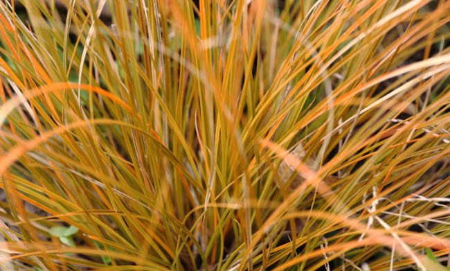 Carex Testacea 'Prairie Fire', New Zealand Hair Sedge 'Prairie Fire', Orange Sedge 'Prairie Fire', Carex 'Prairie Fire', Red Switch Grass, Speckled Sedge, Ornamental grasses, Ornamental grass, Decorative grasses, grasses, perennial grasses