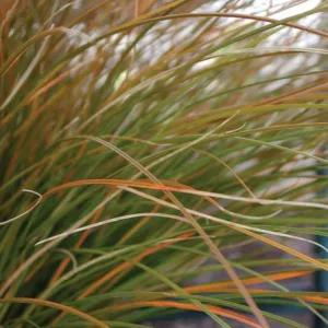 Carex Testacea, New Zealand Hair Sedge, Orange Sedge, Ornamental grasses, Ornamental grass, Decorative grasses, grasses, perennial grasses