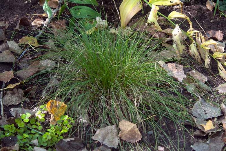 Carex appalachica, Appalachian Sedge, Ornamental grasses, Ornamental grass, Decorative grasses, grasses, perennial grasses