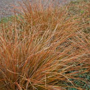 Carex buchananii, Leatherleaf Sedge, Carex 'Buchanni', Ornamental grasses, Ornamental grass, Decorative grasses, grasses, perennial grasses